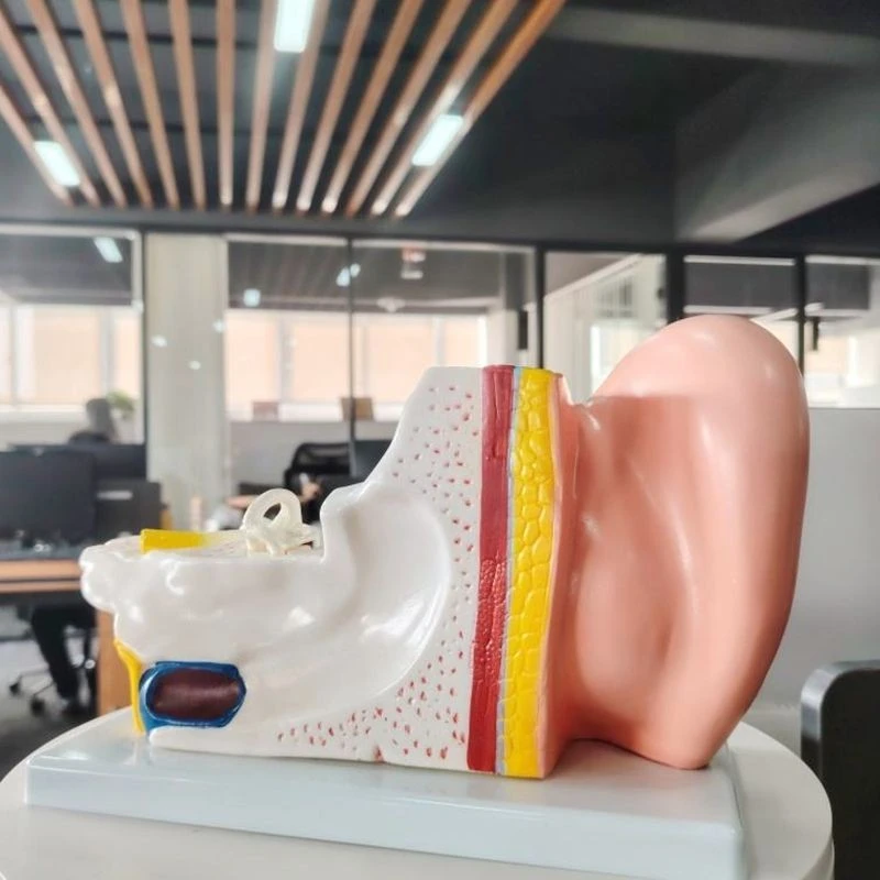 Middle Ear Model best