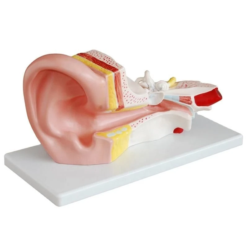 Middle Ear Model
